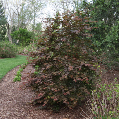Acer Hot Chana™ Japanese Maple