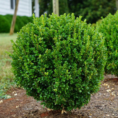 Buxus NewGen Freedom® Boxwood