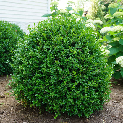 Buxus NewGen Independence® Boxwood