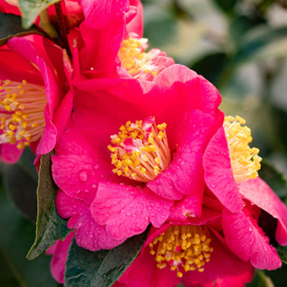 Camellia Warm Hearted® Pink