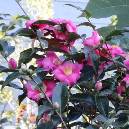 Camellia Warm Hearted® Pink