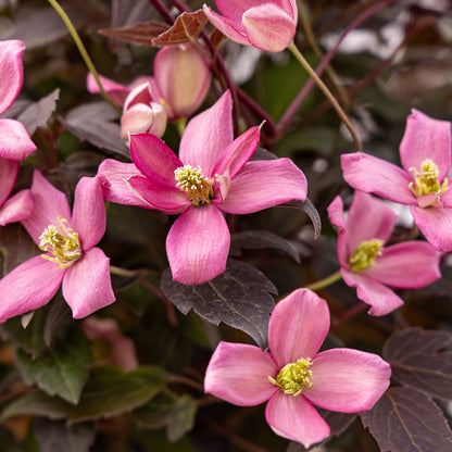Clematis Moongate Mocha™