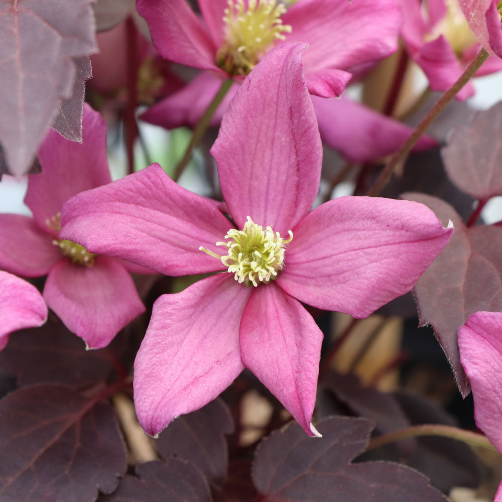 Clematis Moongate Mocha™
