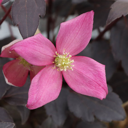 Clematis Moongate Mocha™