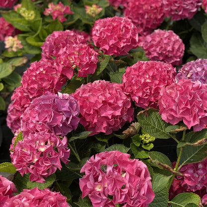 Hydrangea Wee Bit Giddy® Bigleaf Hydrangea