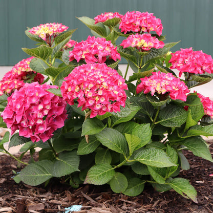 Hydrangea Wee Bit Giddy® Bigleaf Hydrangea