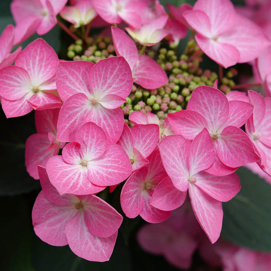 Hydrangea Let's Dance Hot Stepper® Bigleaf Hydrangea