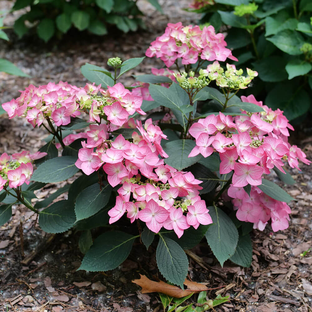 Hydrangea Let's Dance Hot Stepper® Bigleaf Hydrangea