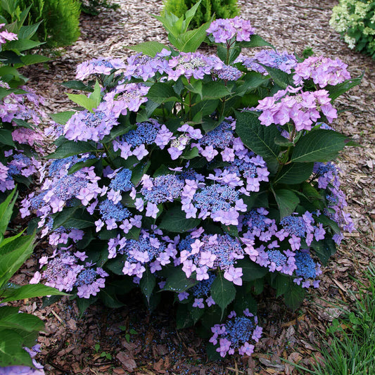 Hydrangea Let's Dance Can do!® Reblooming Mountain Hydrangea