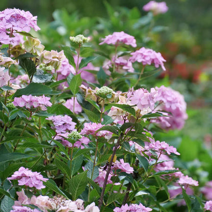 Hydrangea Let's Dance Can do!® Reblooming Mountain Hydrangea