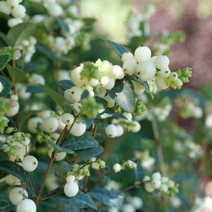 Symphoricarpos Proud Berry® Pearl Snowberry