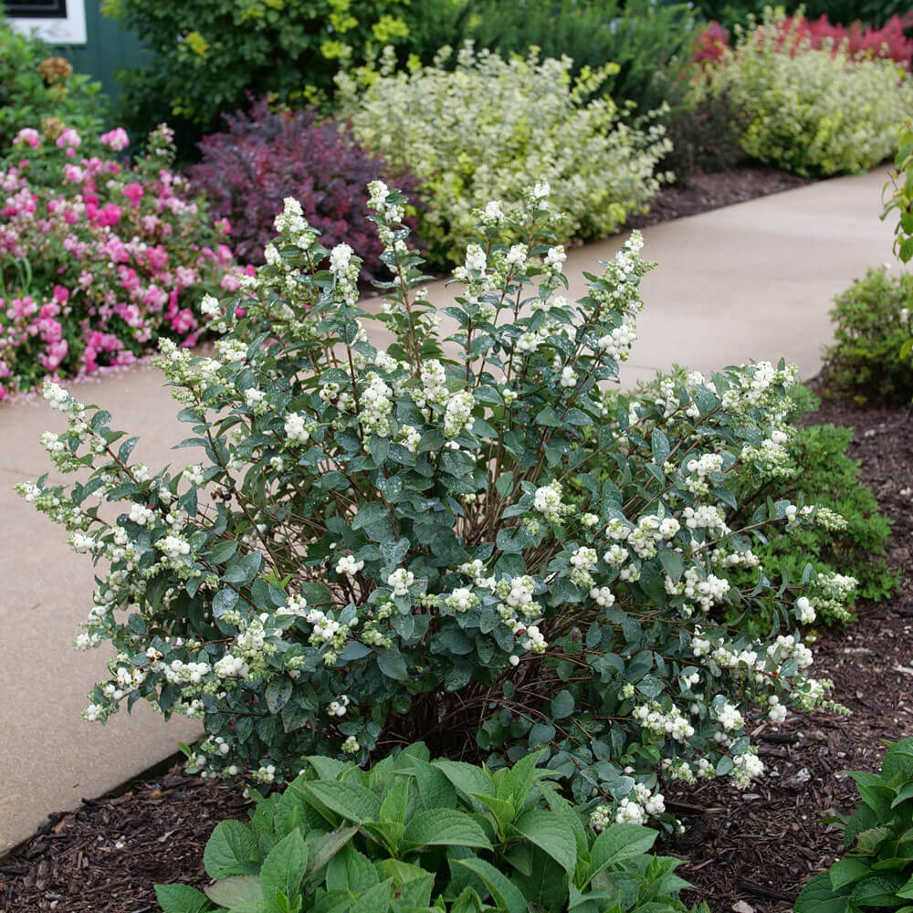 Symphoricarpos Proud Berry® Pearl Snowberry