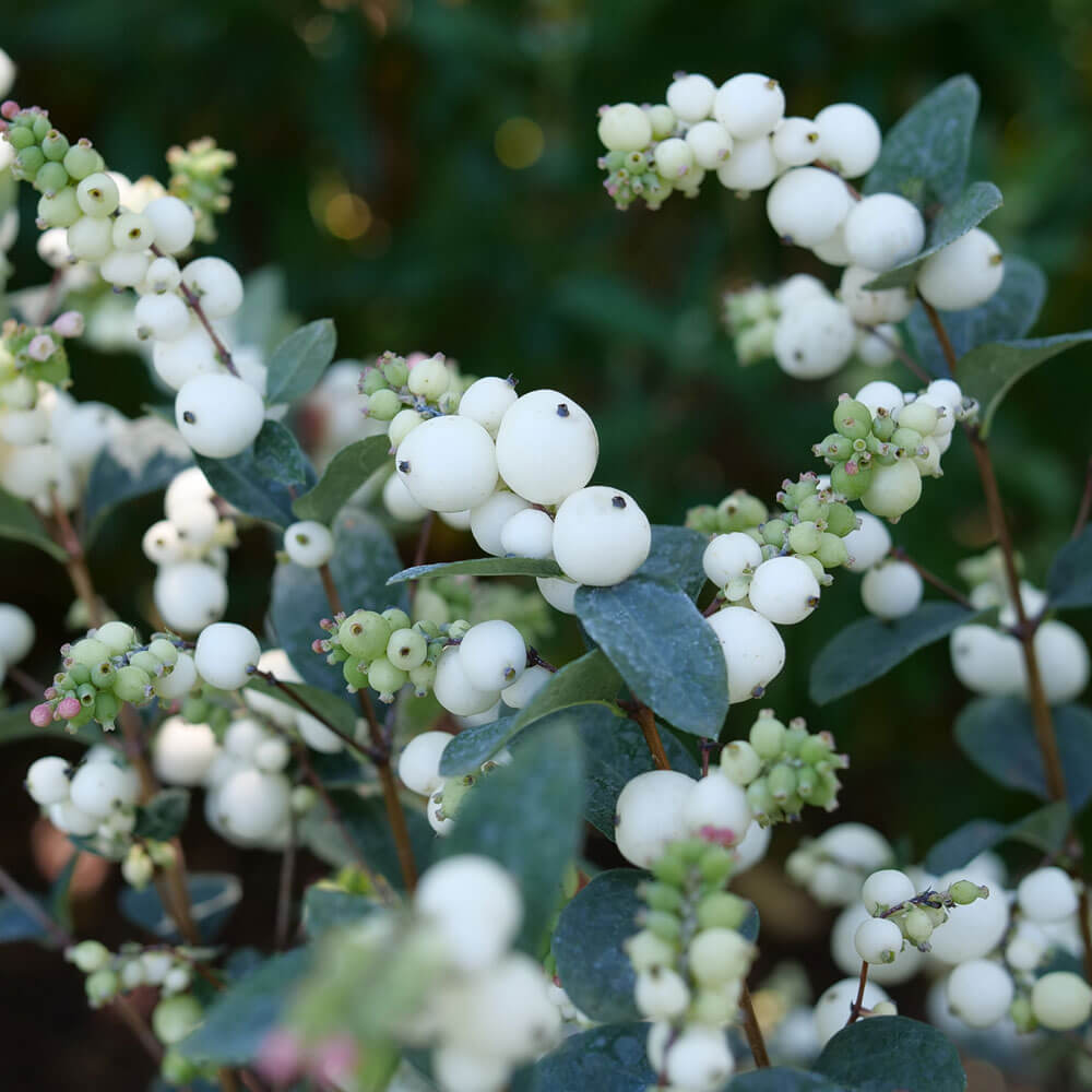 Symphoricarpos Proud Berry® Pearl Snowberry