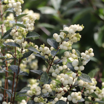 Symphoricarpos Proud Berry® Pearl Snowberry