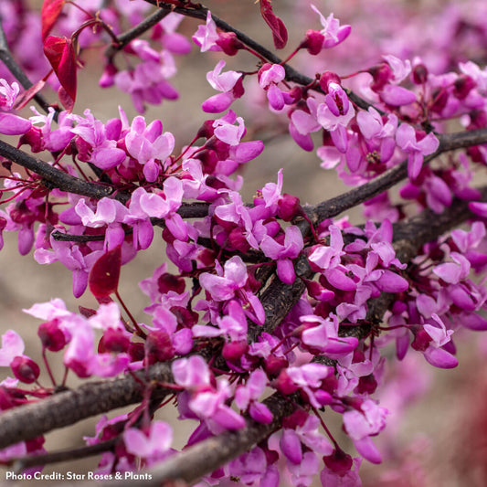 Cercis Carolina Sweetheart™ Red Bud