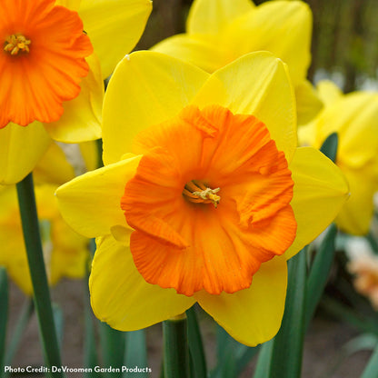 Narcissus Pride of Lions Daffodil Bulbs