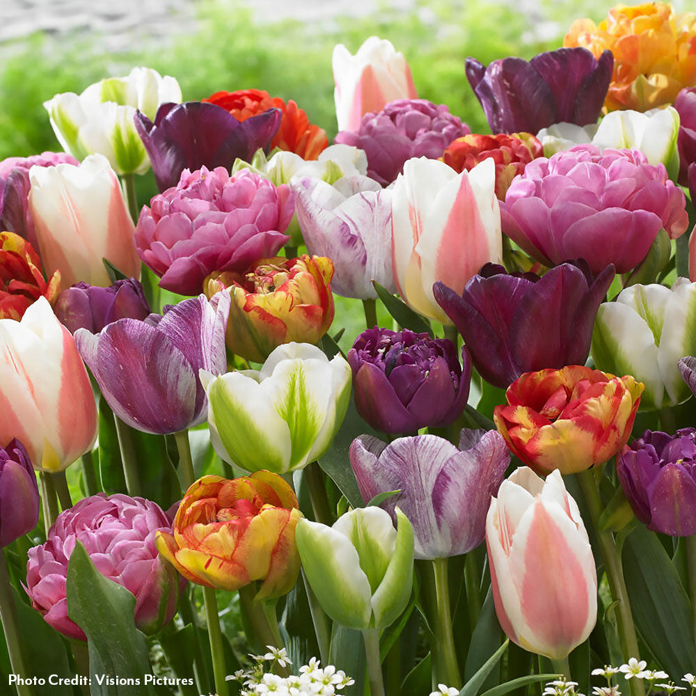 Tulipa Paradise Extended Bloom Mix Tulip Bulbs