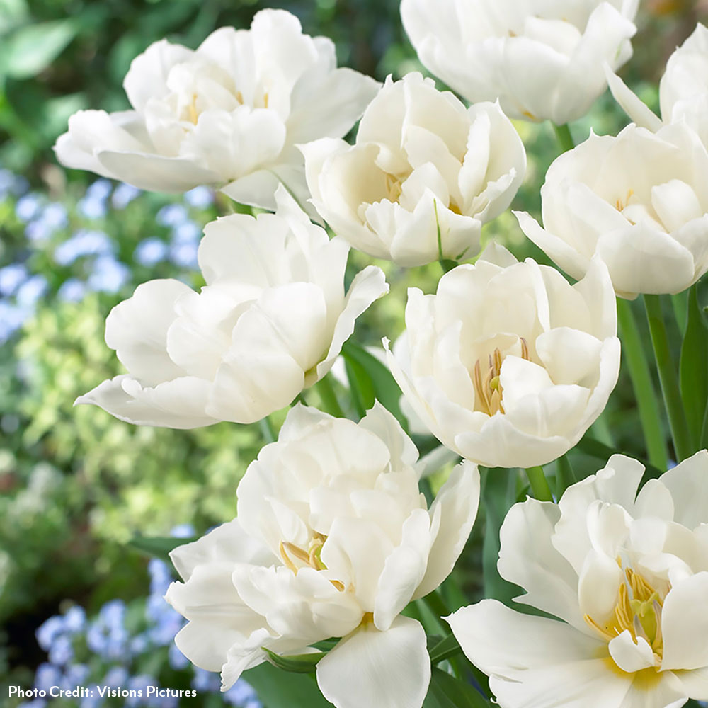 Tulipa Popcorn Tulip Bulbs