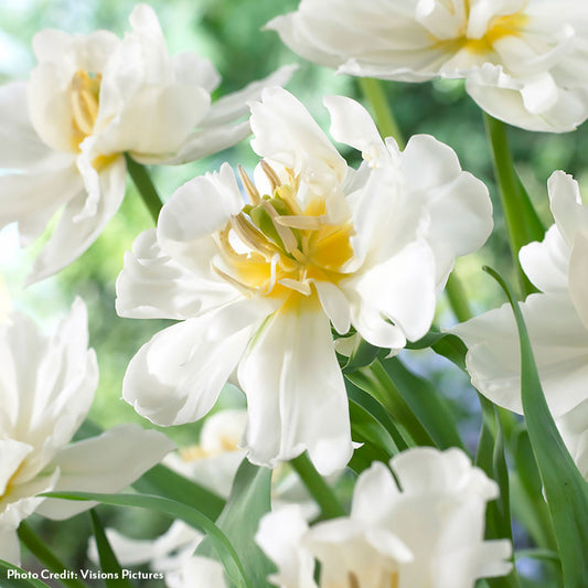 Tulipa Popcorn Tulip Bulbs