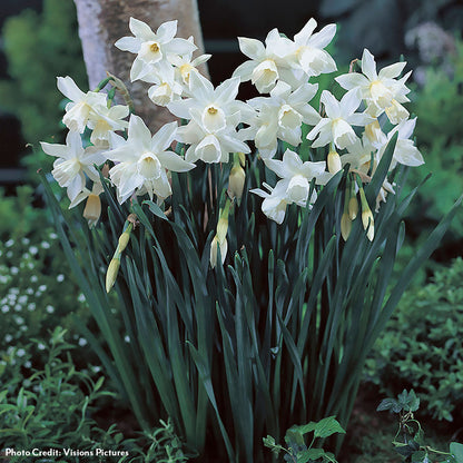 Narcissus Tahalia Daffodil Bulbs