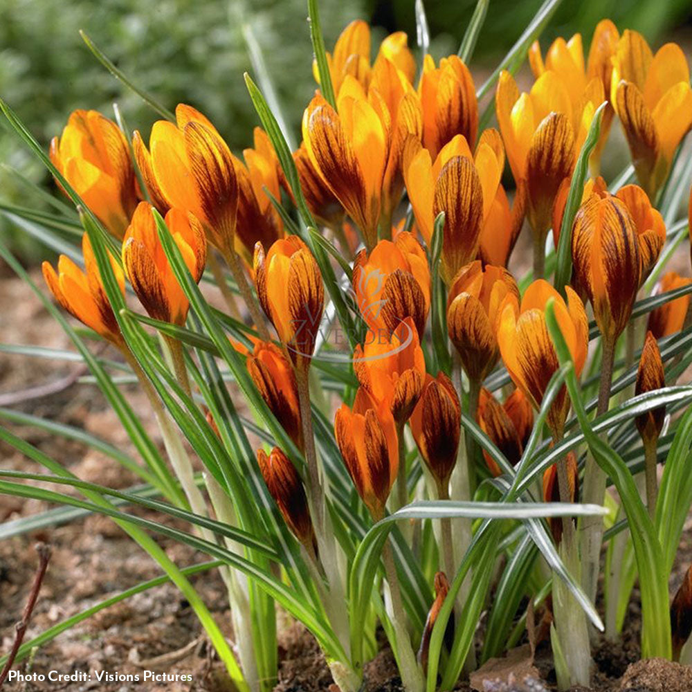 Crocus Orange Monarch Bulbs