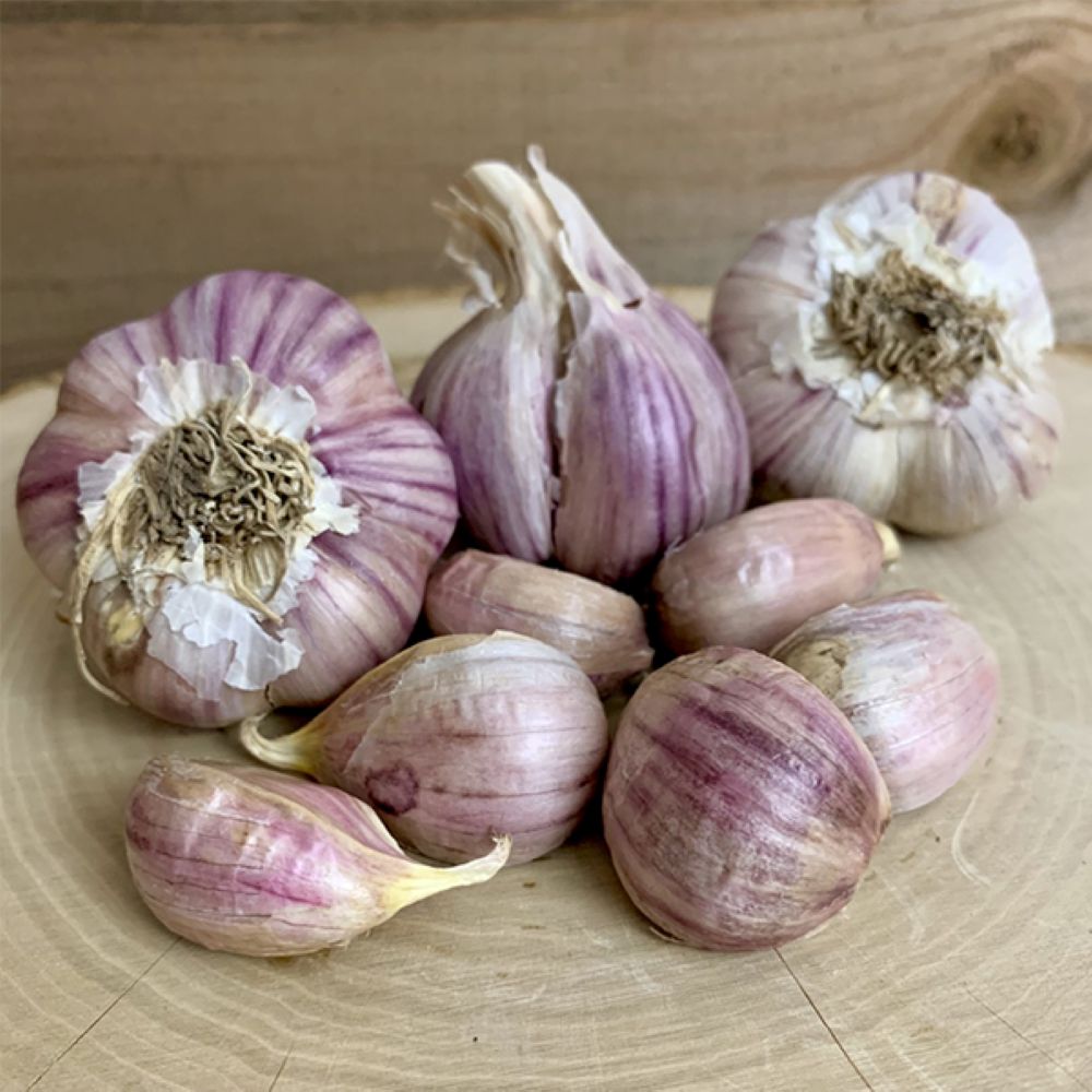 Garlic Svea Organic Bulbs
