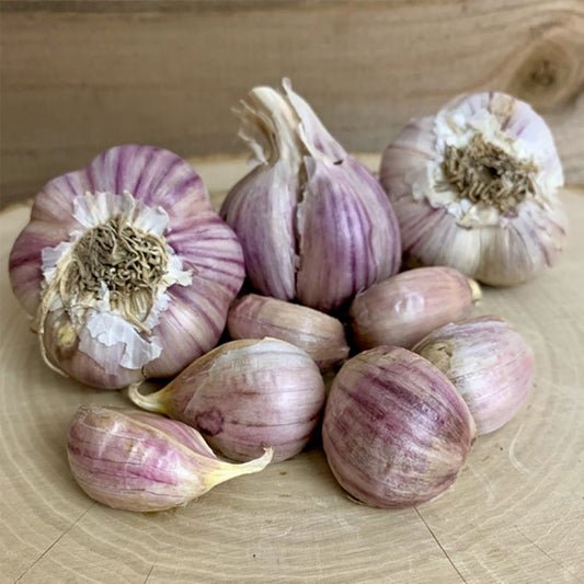 Garlic Svea Organic Bulbs