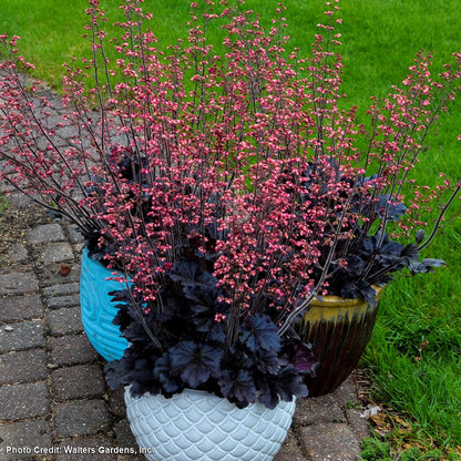 Heuchera 'Timeless Night' Coral Bells