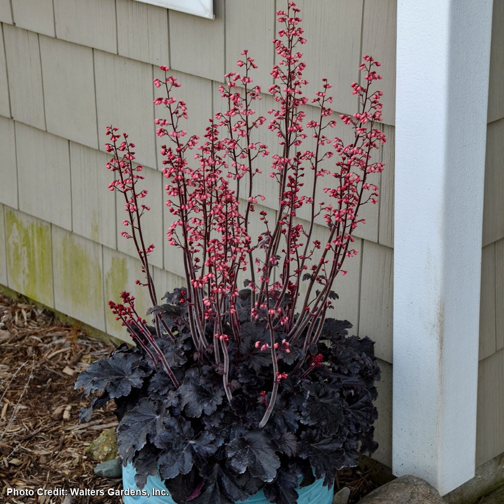 Heuchera 'Timeless Night' Coral Bells