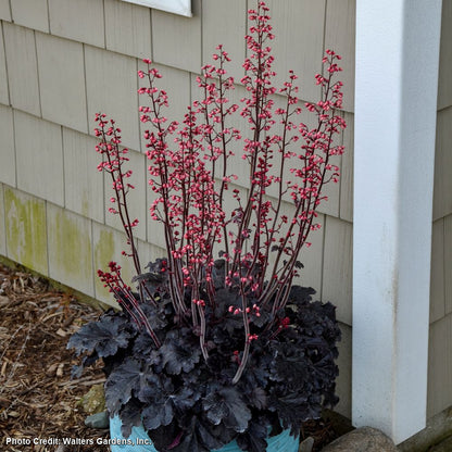 Heuchera 'Timeless Night' Coral Bells