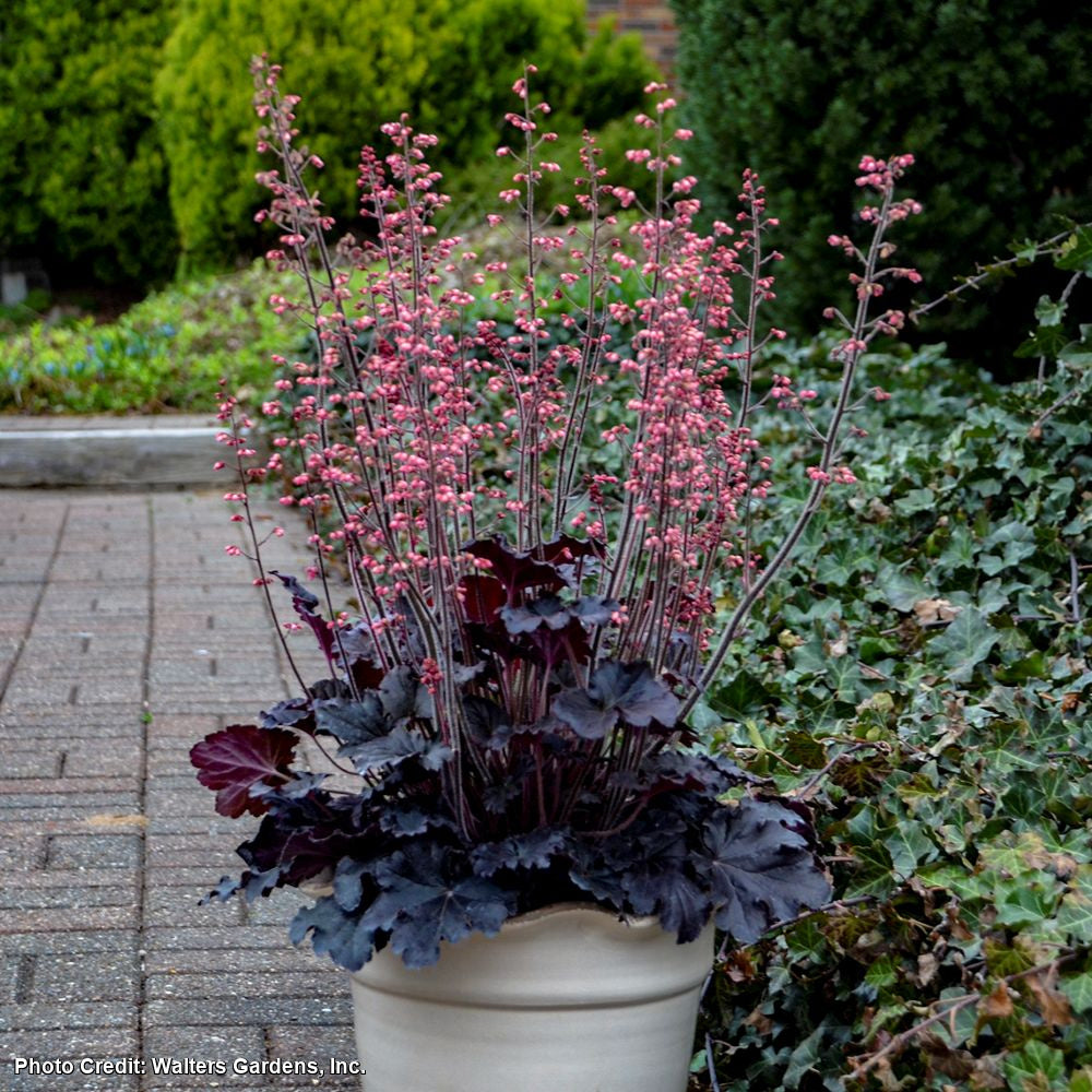 Heuchera 'Timeless Night' Coral Bells