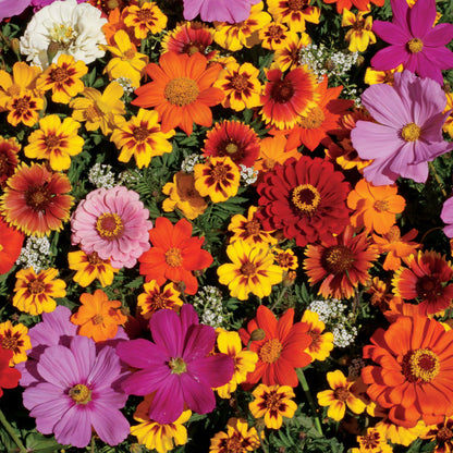 Monarch Butterfly Wildflower Mix Seeds