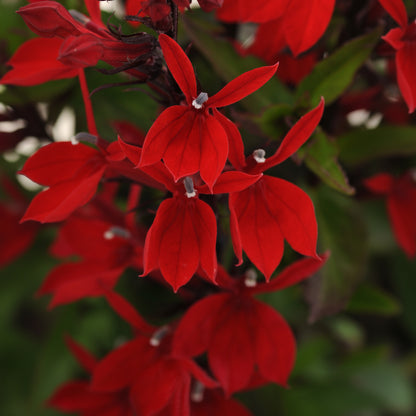 Lobelia Starship™ Scarlet Cardinal Flower