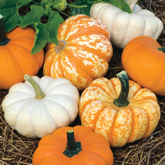 Mini Harvest Blend Pumpkin Seeds