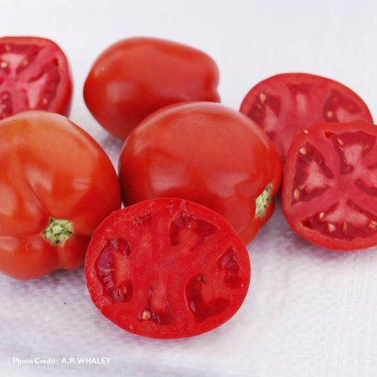 Saucy Lady™ Tomato Seeds