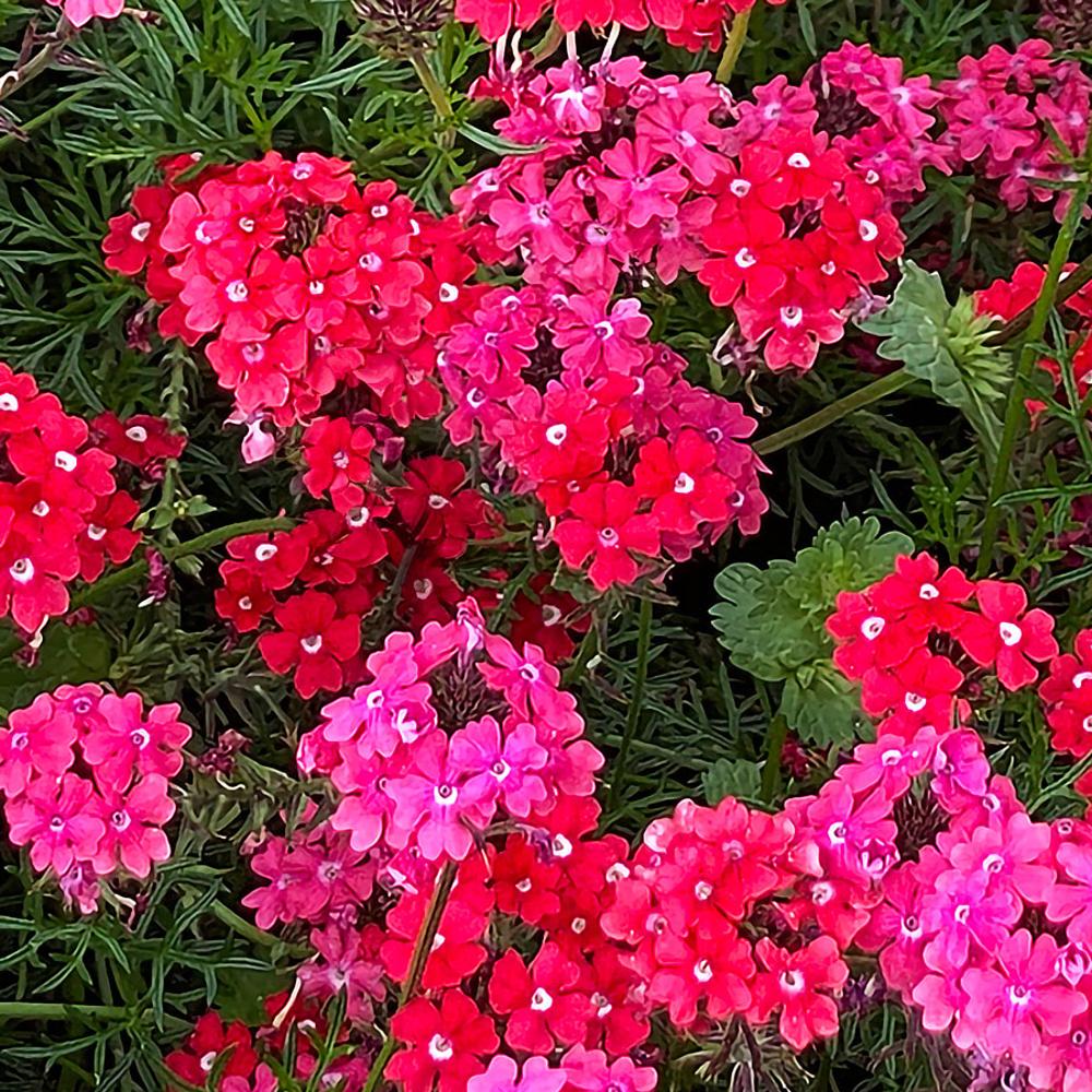 'Sweetheart Kisses' Moss Verbena Seeds