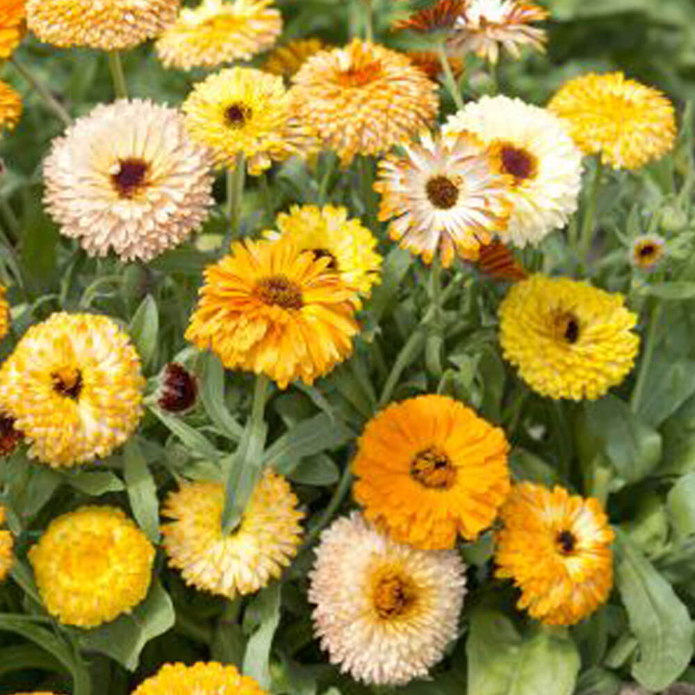 Playtime Mix Calendula Seeds