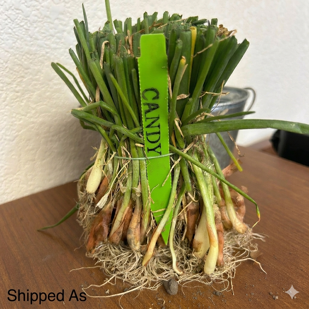 Candy Hybrid Onion Sets