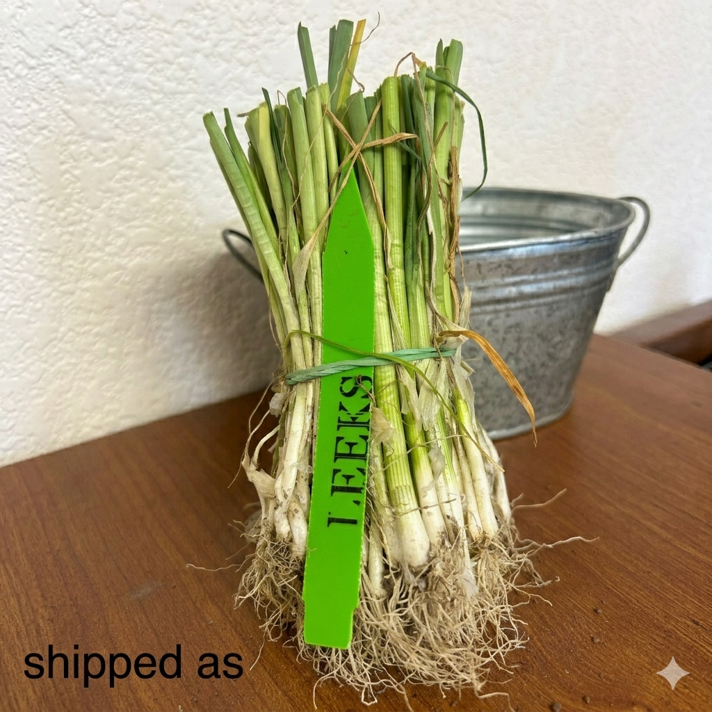 Lancelot Leek Plants