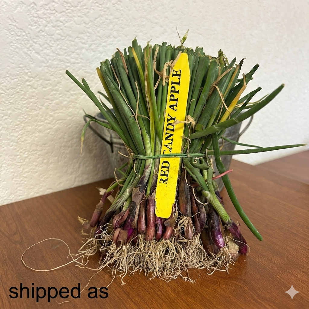 Red Candy Apple Hybrid Onion Sets