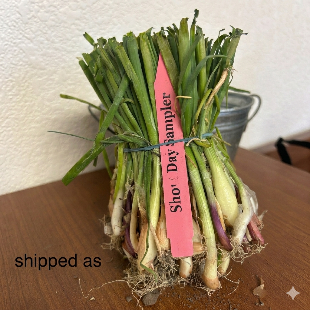 Short-Day (Southern) Onion Sets Mix