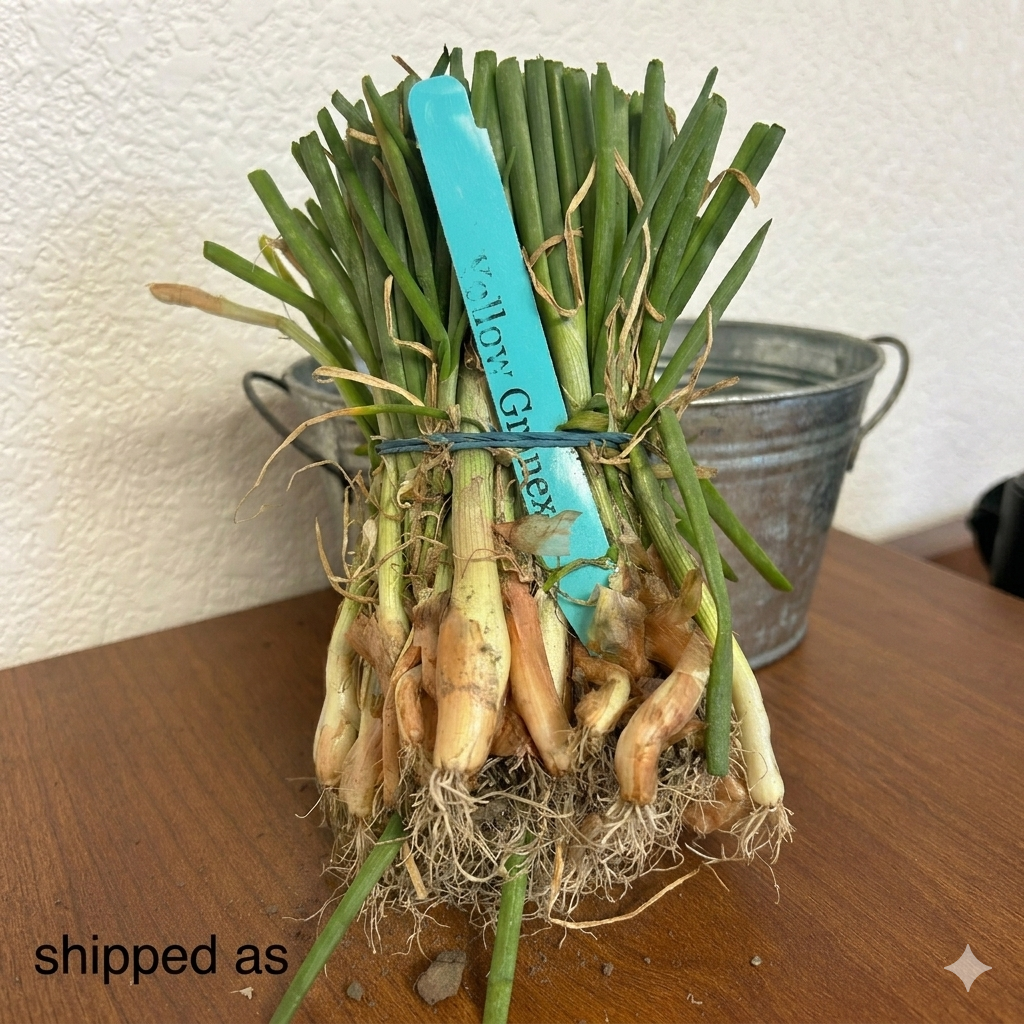 Granex Hybrid 33 Yellow Onion Sets
