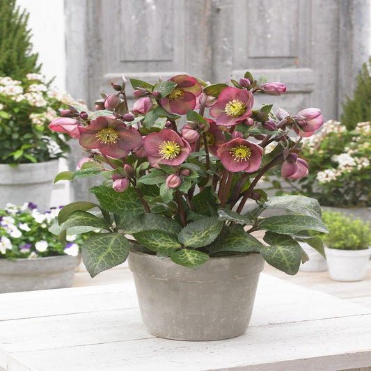 Helleborus Frostkiss® Pippa's Purple® Hellebore
