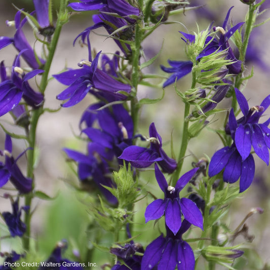 Lobelia Starship™ Blue Cardinal Flower