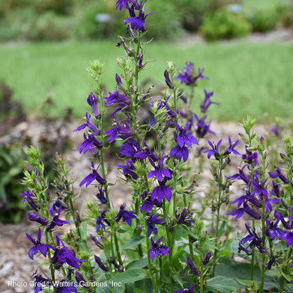 Lobelia Starship™ Blue Cardinal Flower