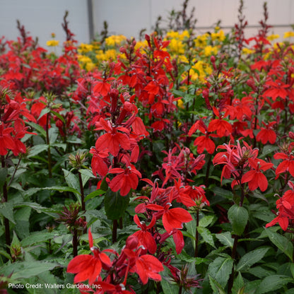 Lobelia Starship™ Scarlet Cardinal Flower