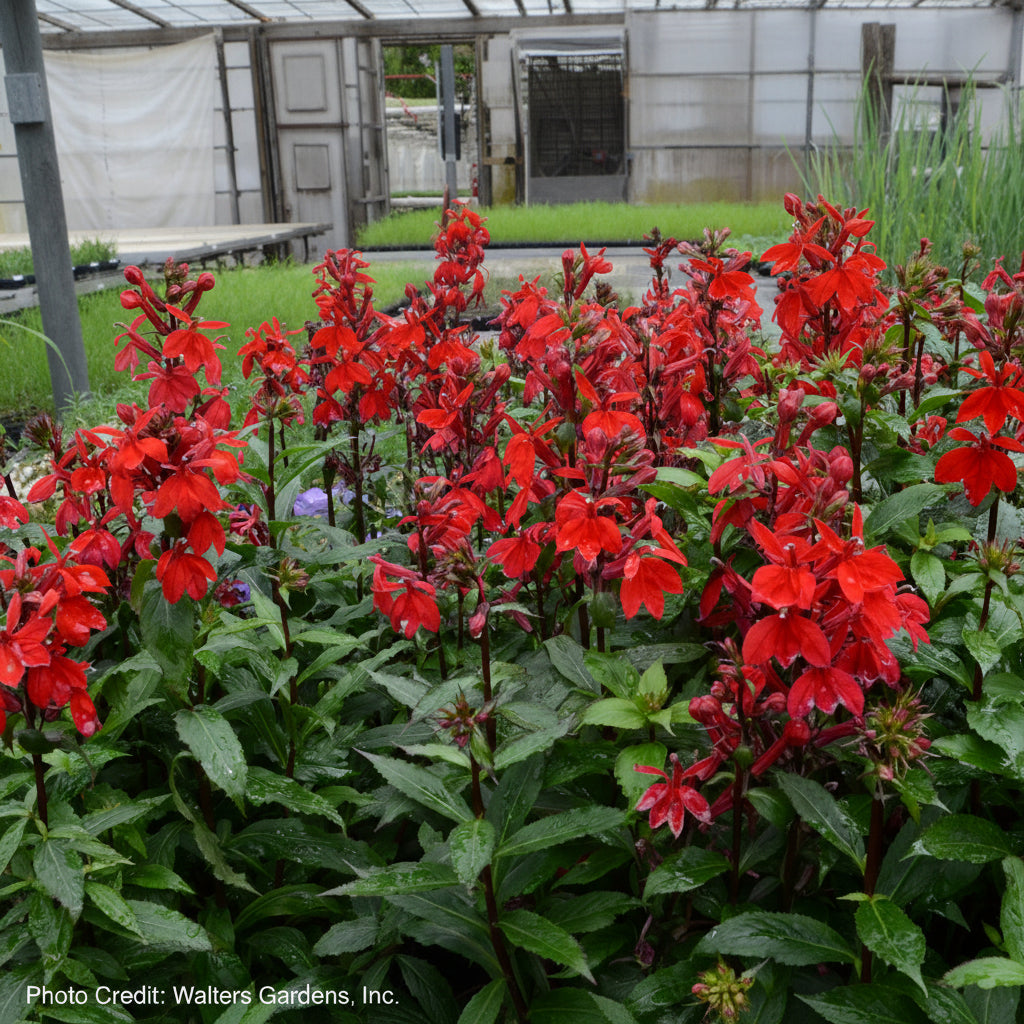 Lobelia Starship™ Scarlet Cardinal Flower