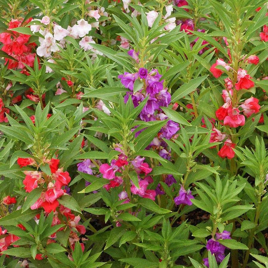 Balsam 'Camellia Flowered Mix' Impatiens Seeds