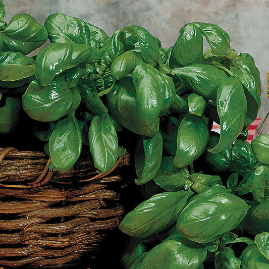 Large Leaf Italian Basil Seeds