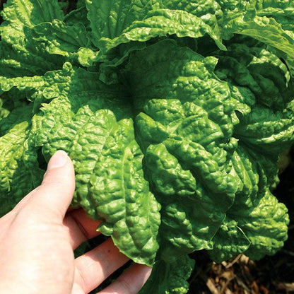 Lettuce Leaf Basil Seeds
